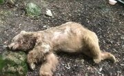 محکومیت عامل مرگ خرس در مشگینشهر به ترویج مهربانی با حیوانات